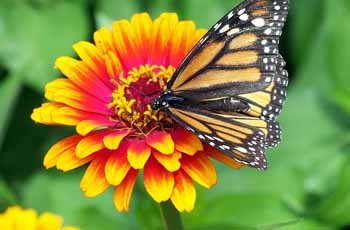 短信网页在线轰炸源码