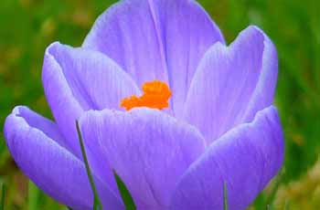 云呼死你轰炸免费网页平台