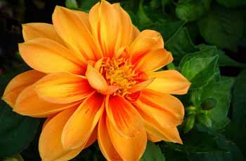 优秀的免费短信呼死你2023