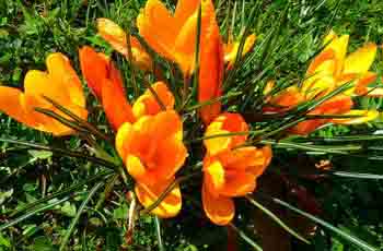 智能且便捷的网页电话直接拨打