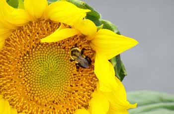 短信网页在线轰炸源码