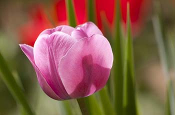 短信网页在线轰炸源码